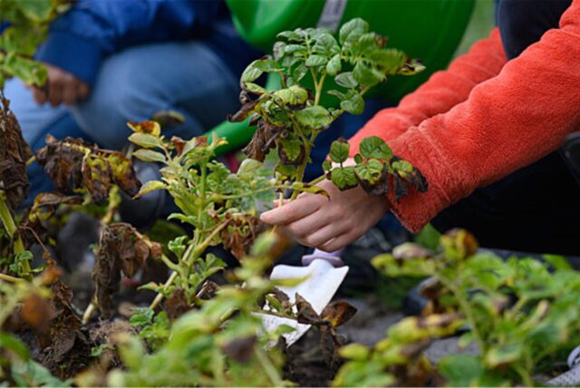 Schüler ernten beim Schulgartenfest Kartoffeln