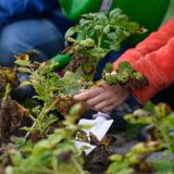 Schüler ernten beim Schulgartenfest Kartoffeln