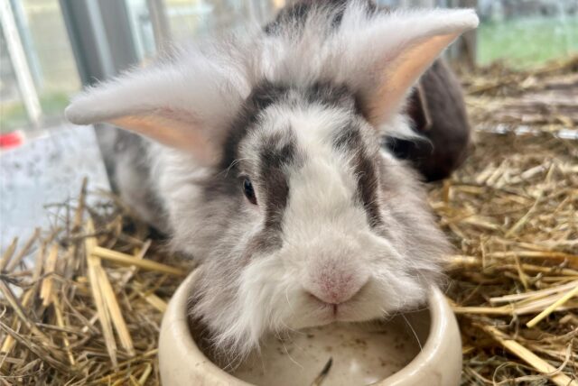 Löwenkopfkaninchen Rodriguez aus dem Tierheim von Dortmund.