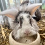 Löwenkopfkaninchen Rodriguez aus dem Tierheim von Dortmund.