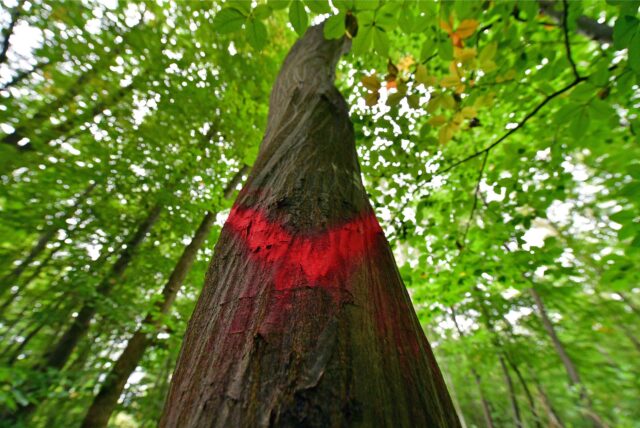 Eine Baum hat eine rote Markierung.