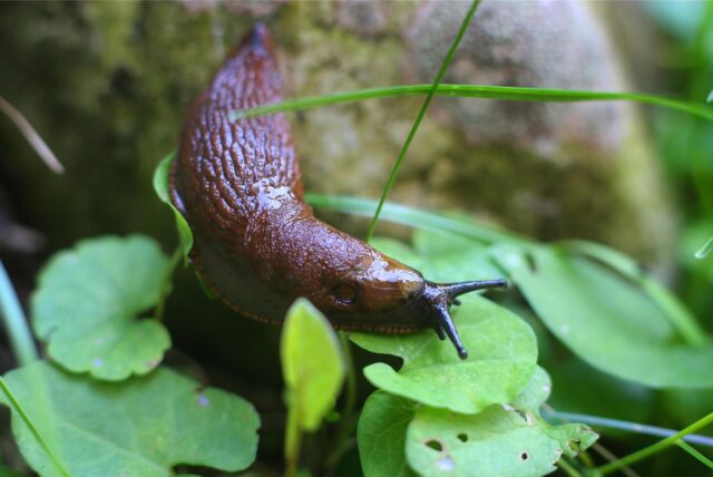 Eine Nacktschnecke kriecht über grüne Blätter.