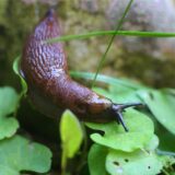 Eine Nacktschnecke kriecht über grüne Blätter.