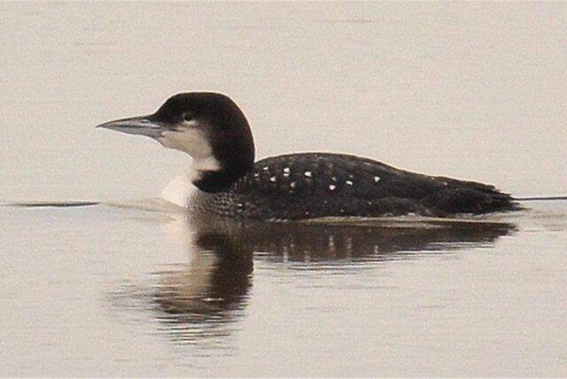 Ein schwarz-weiß gefiederter Eistaucher im Wasser