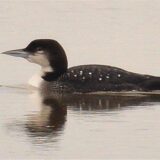 Ein schwarz-weiß gefiederter Eistaucher im Wasser