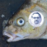 Ein toter Fisch