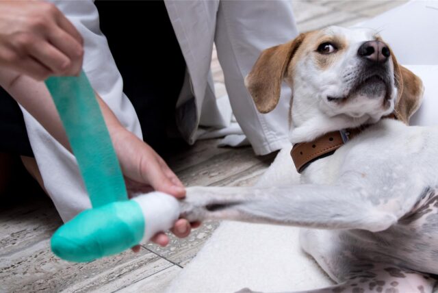 Eine Tierärztin verbindet bei einem Erste-Hilfe-Kurs für Notfälle bei Haustieren bei Hund Max eine Pfote.