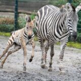 Ein Zebra mit ihrem Fohlen im Zoo Dortmund.