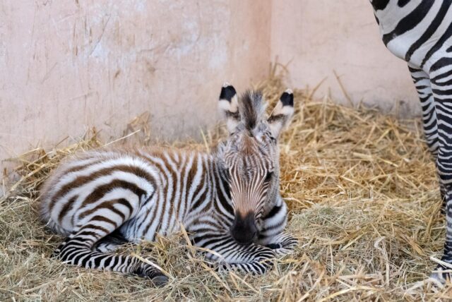 Ein Zebra-Fohlen liegt im Heu.