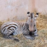 Ein Zebra-Fohlen liegt im Heu.
