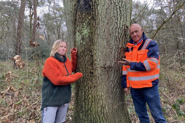 Forstwirtschaftsmeisterin Maike Willuweit und Michael Lauche, Chef des Zentralen Betriebshofs der Stadt Marl, stehen an einem alten Baum im Arenbergischen Forst.