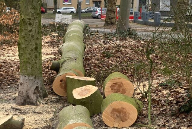 Ein Baum wurde gefällt. Der Stamm wurde bereits teilweise in Stücke geschnitten.