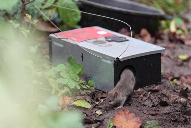 Grundstückseigentümer sollen Anfang März Maßnahmen gegen Ratten ergreifen.(Symbolbild)