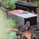 Grundstückseigentümer sollen Anfang März Maßnahmen gegen Ratten ergreifen.(Symbolbild)