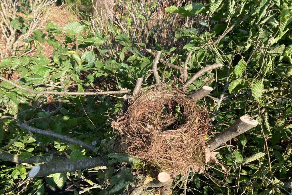 Ein Vogelnest hängt in einer geschnittenen Hecke. Ein Vogelnest hängt in einer geschnittenen Hecke.