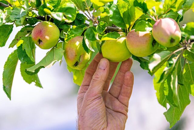 Kostenlose kleine Obstbäume von der Stadt