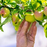 Kostenlose kleine Obstbäume von der Stadt
