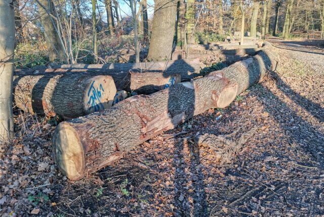Dicke Bäume wurden im Castroper Holz gefällt. Und zwar so viele, dass es Rainer Zurmühlen auffiel. Er frage nach, was der Grund war. Anlasslos werden eigentlich keine Bäume gefällt, auch wenn es sich beim Waldbestand in Castrop-Rauxel um Forste handelt, also um künstlich angelegte Wälder.