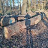 Dicke Bäume wurden im Castroper Holz gefällt. Und zwar so viele, dass es Rainer Zurmühlen auffiel. Er frage nach, was der Grund war. Anlasslos werden eigentlich keine Bäume gefällt, auch wenn es sich beim Waldbestand in Castrop-Rauxel um Forste handelt, also um künstlich angelegte Wälder.