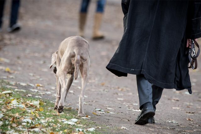 Eine Person geht mit einem Hund spazieren.