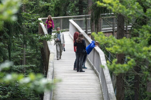 Es gibt Pläne für einen Baumwipfelfpad im Rombergpark in Dortmund.