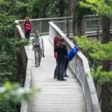 Es gibt Pläne für einen Baumwipfelfpad im Rombergpark in Dortmund.