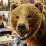 Auf der Messe „Jagd & Hund“ in Dortmund steht am Stand eines Reiseanbieters ein ausgestopfter Bär.