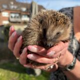 Olaf auf der Hand von Igel-Retterin Manuela Möller