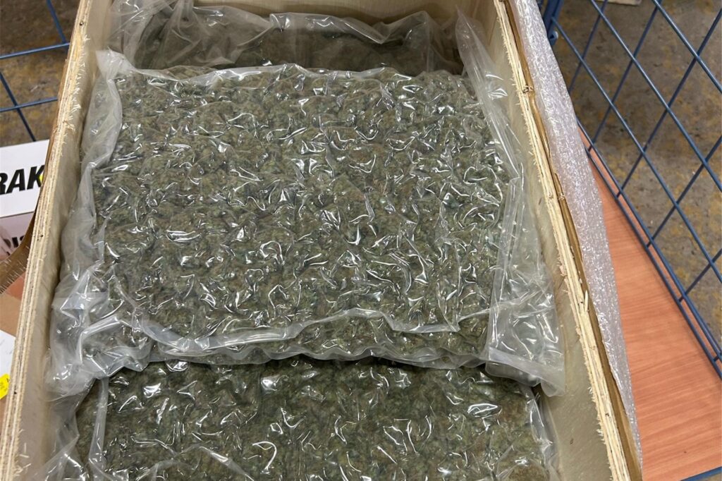 Blick in eines der Drogen-Pakete: Das Marihuana ist luftdicht in Plastik verpackt. Blick in eines der Drogen-Pakete: Das Marihuana ist luftdicht in Plastik verpackt.