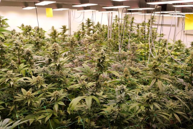 Niedersachsen, Ganderkesee: Cannabis-Pflanzen wachsen in den Räumen des Anbauvereins Cannabis Social Club. (zu dpa: «Bislang zehn Cannabis-Clubs im Südwesten genehmigt») Foto: Jörn Hüneke/dpa +++ dpa-Bildfunk +++