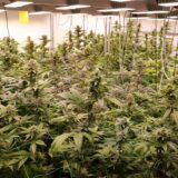 Niedersachsen, Ganderkesee: Cannabis-Pflanzen wachsen in den Räumen des Anbauvereins Cannabis Social Club. (zu dpa: «Bislang zehn Cannabis-Clubs im Südwesten genehmigt») Foto: Jörn Hüneke/dpa +++ dpa-Bildfunk +++