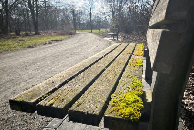 Einige Bänke im Westuferpark in Haltern sind von Moos befallen.