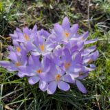 Lilafarbige Krokusse blühen auf einer Wiese.