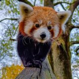 Der Rote Panda Chenpo klettert im Zoo Dortmund auf einem Baum.
