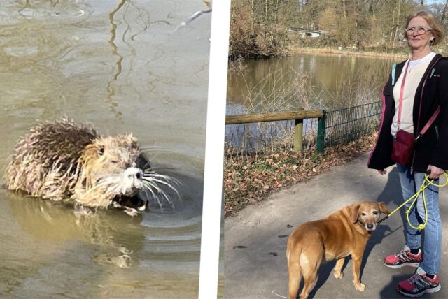 Collage: links eine kleine Nutria, rechts eine Spaziergängerin  mit Hund im Volksgarten Lütgendortmund.