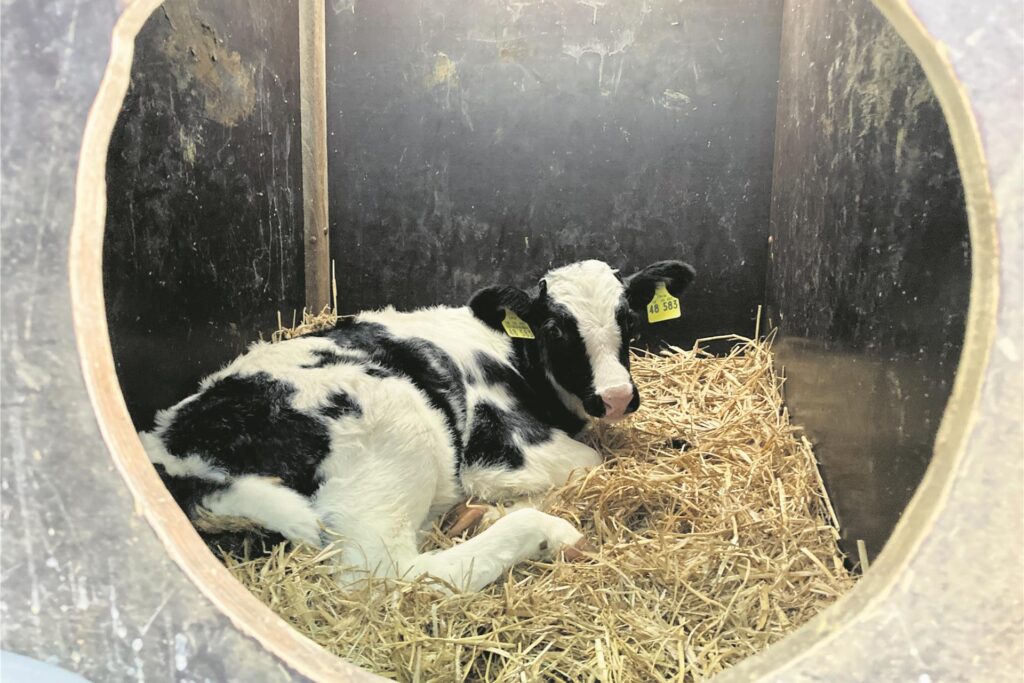 Kalb in einer Kälberhütte. Kalb in einer Kälberhütte.