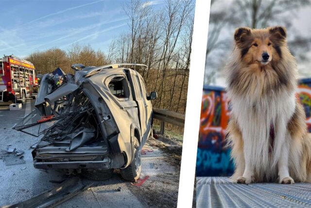 Die Bildmontage zeigt ein zerstörtes Auto nach einem schweren Unfall auf der Autobahn A445 und die Collie-Hündin Annafee, die den Unfall nicht überlebt hat.