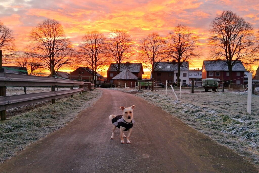Sonnenaufgang bei Morgenspaziergang mit dem Hund in Haltern am See in Sythen/Uphusen im März 2025 mit brennendem Himmel durch stark angestrahlte Wolken von der aufgehenden Sonne
