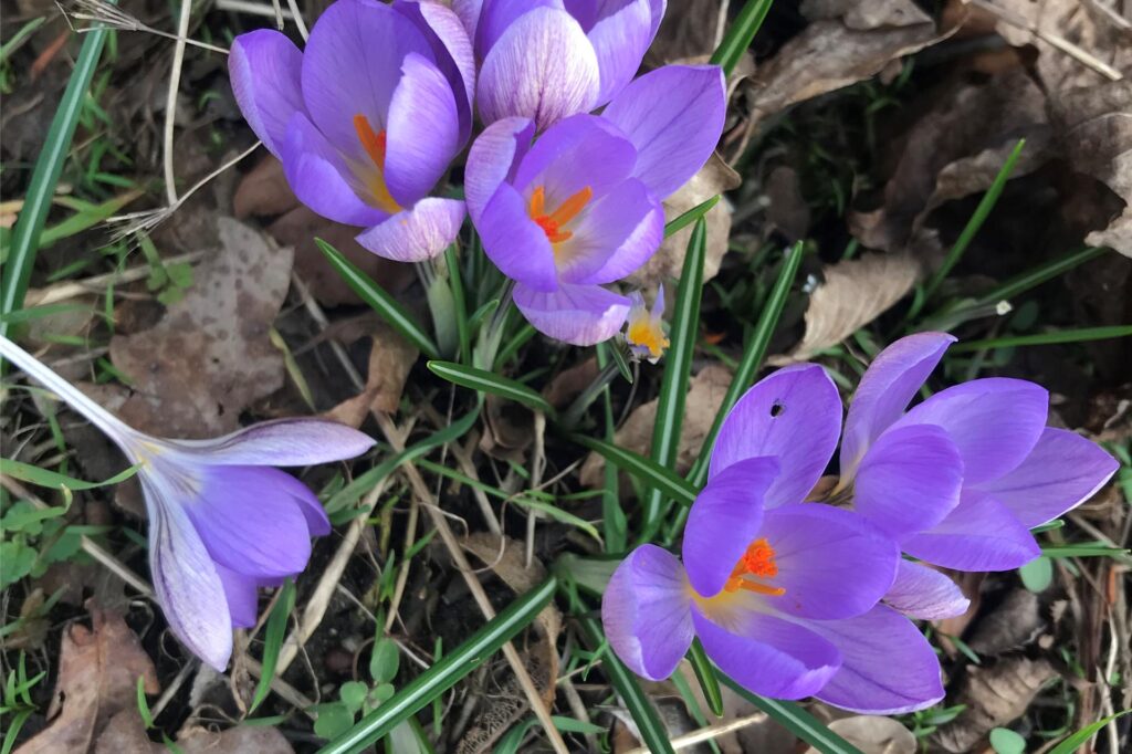 Blumen im März 2025 in Haltern am See