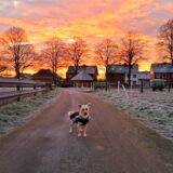 Sonnenaufgang Hund auf Weg mit brennendem Himmel