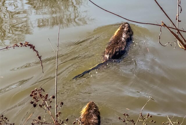 Zwei Nutrias in einem Teich.