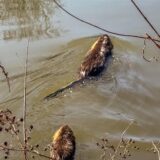 Zwei Nutrias in einem Teich.