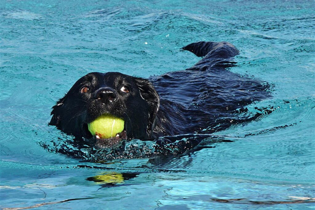 Ein schwarzer Hund mit einem Tennisball im Maul schwimmt im Wasser Ein schwarzer Hund mit einem Tennisball im Maul schwimmt im Wasser