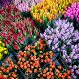 Zahlreiche Tulpen in verschiedenen Farben stehen an einem Stand auf dem Holland-Markt. Die Saison für Tulpen aus den Niederlanden geht von Dezember bis Mai, in den Wintermonaten wachsen die Tulpen in Gewächshäusern.