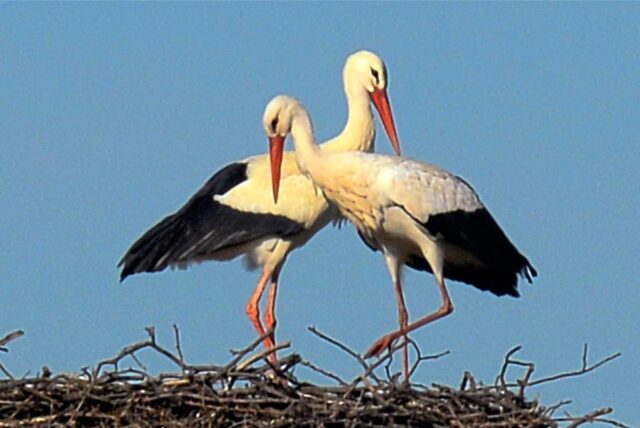 Ein Storchenpaar macht es sich in einem Nest in Dorsten bequem