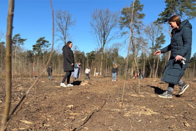 Mehrere Menschen stehen auf einer Waldlichtung auf der mehrere Baumsetzlinge in Reihe gepflanzt wurden.  Sie stehen zwischen den Setzlingen in verschiedenen Entfernungen zur Kamera. Im Hintergrund ist der Rest des Waldes zu sehen sowie ein wolkenloser blauer Himmel.