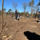 Mehrere Menschen stehen auf einer Waldlichtung auf der mehrere Baumsetzlinge in Reihe gepflanzt wurden.  Sie stehen zwischen den Setzlingen in verschiedenen Entfernungen zur Kamera. Im Hintergrund ist der Rest des Waldes zu sehen sowie ein wolkenloser blauer Himmel.