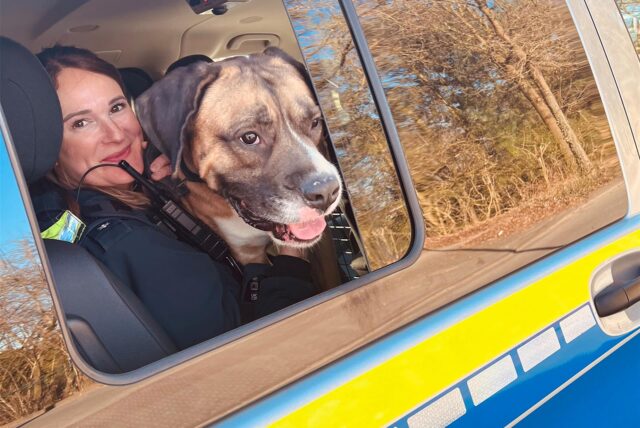 Hütehund Herkules und Polizistin Surya im Streifenwagen