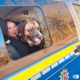 Hütehund Herkules und Polizistin Surya im Streifenwagen