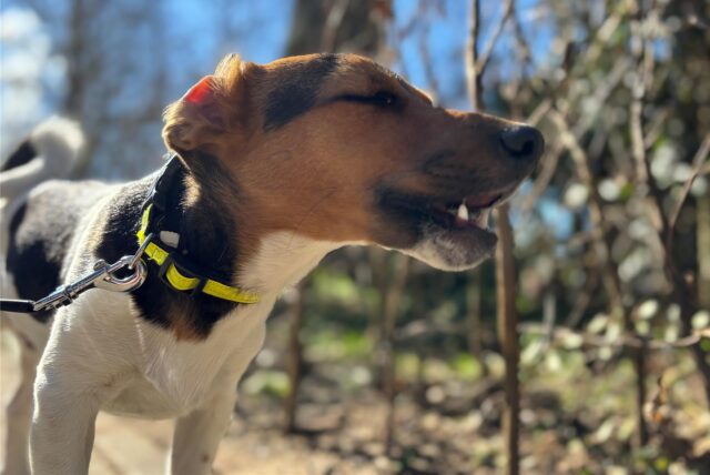 Der Jack Russel Terrier Flash am Berliner Platz